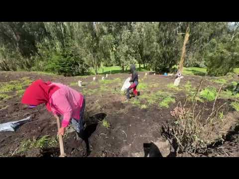 Cultivo de papa en Belmira norte de Antioquia 