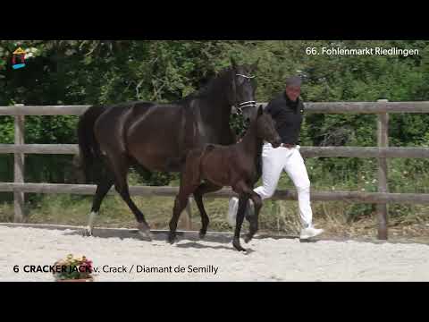 KN 6 Cracker Jack HF v. Crack - Diamant De Semilly 66. FOHLENAUKTION RIEDLINGEN 2023