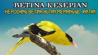Download lagu Suara Kepodang Betina Liar Memanggil Jantan mp3 Download lagu Suara Kepodang Betina Liar Memanggil Jantan mp3