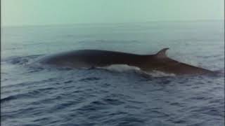 The Undersea World of Jacques Cousteau 04of18 Whales