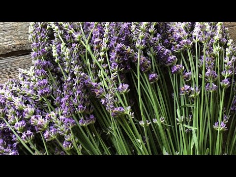 医療ビジネス薬科学科 ハーブビジネス最初の一歩ダイジェスト版をお届けします🌿
