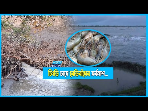 বেড়িবাঁধ কেটে চিংড়ি চাষ! বাড়ছে সর্বনাশ...
