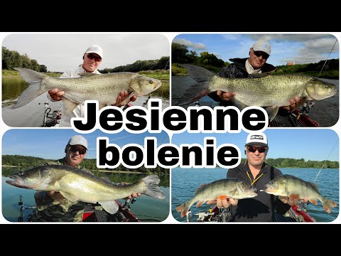 Jesienne bolenie | sandacze | okonie