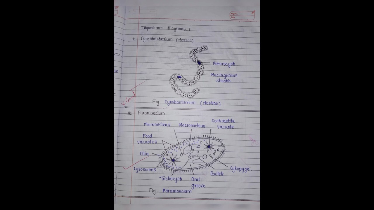 Class 11th Biology Chapter 2. Systematic of Living Organisms NOTES #notes #biology