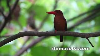 近所のアカショウビン巣作り開始(動画あり)