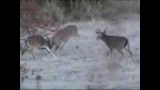 White tail buck fight