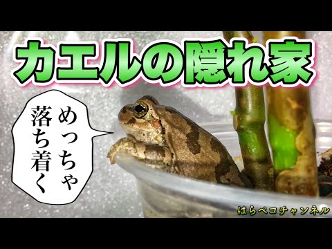 スベリヒユカエル 植物