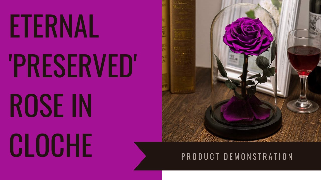 Eternal Preserved 'Beauty and the Beast' Rose Product Demonstration