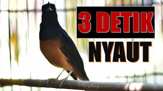 Download lagu COBA 1 MENIT SAJA, MURAI BATU APAPUN BAKAL NYAUT GACOR DAN BONGKAR ISIAN mp3