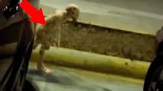 5 Strangest Things Caught In Parking Lots!