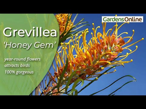 , title : 'Grevillea 'Honey Gem' - How to Grow'