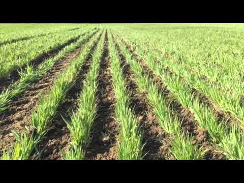 Preview of System Cameleon hoeing in the UK for the first time