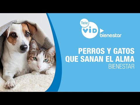 Dogs and Cats That Heal the Soul 🐶🐱 Emotional Support and Well-being with Mary Luz | Tele VID ▶️ ...