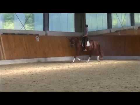 2014 Mare by Londontime x Don Frederico