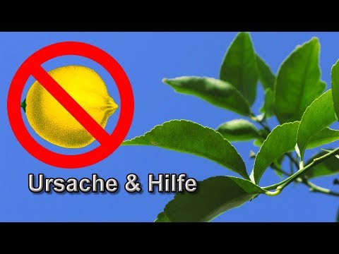 , title : 'Zitronenbaum blüht nicht & hat keine Früchte – Zitronenbaum trägt keine Zitronen / Ursachen / Tipps'