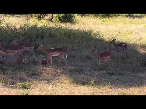 Djuma: Impals in the shade of the tree - 15:02 - 04/21/21