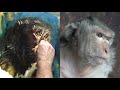 Monkey Expressions In Painting And Drawing 1 By Paul Barton