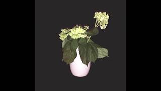 Beginners Music Video