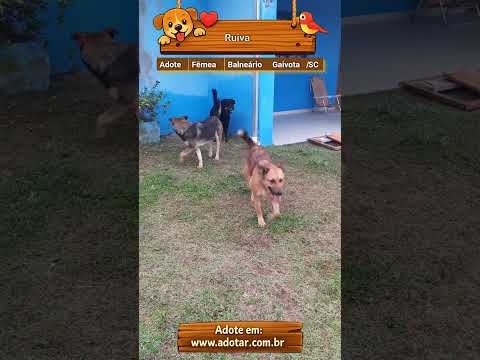 Vídeo de Ruiva