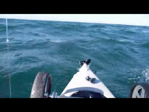 Kayak Fisherman vs Great White Shark