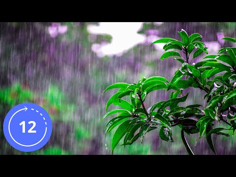 12 Hodin / Zvuky / V DEŠTI POD STROMEM / Zvuk Deště / Bílý Šum / Zvuky na Spaní / Dážď / Zvuk Dažďa