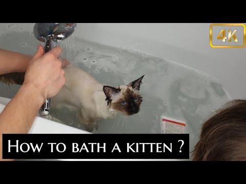 How to wash/Bath a Birman Kitten without making it scared , stressed or forcing it ?!!