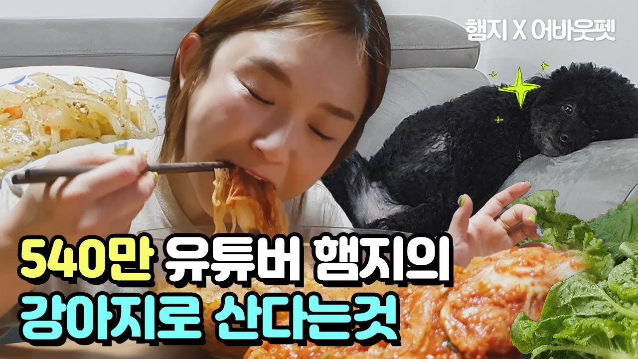 햄지의 반려견 짜장이가 방송 끝나면 하는 행동 ep.1 (이벤트 있음)│어바웃펫 About Pet