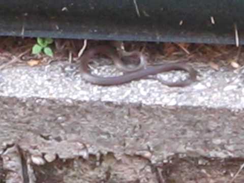 My Kitty Puma VS Snake! (In loving memory of)