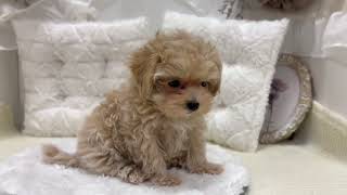 ハーフ犬の動画01