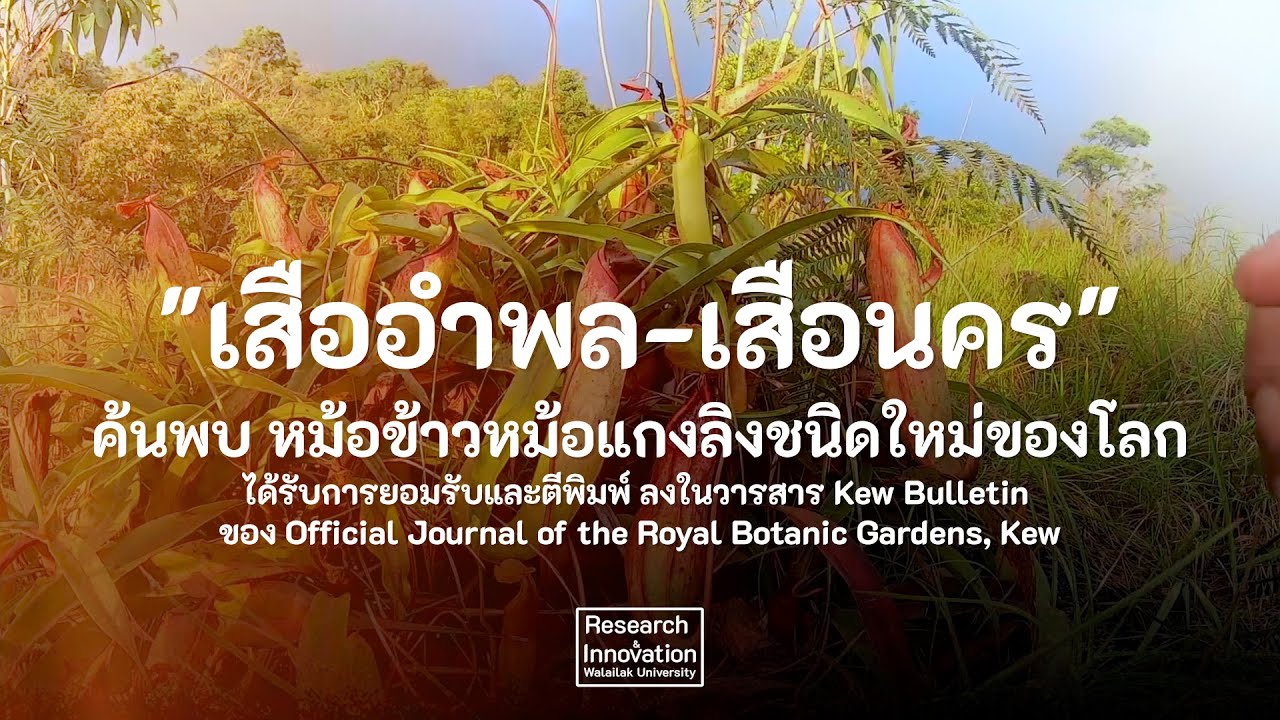 "เสืออำพล-เสือนคร"  หม้อข้าวหม้อแกงลิงชนิดใหม่ของโลก : Walialak Research&Innovation