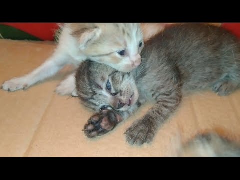 Mom Cat Is Getting Jealous of her Kittens She's Asking Me To Love Her