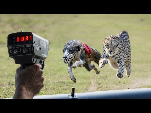 Can Top 10 Fastest Dog Breeds Beat The Cheetah? - Top 10 Fastest Dog Breeds In The World