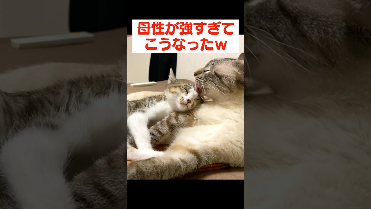 子猫のことがかわいすぎてお世話の舌が止まらない兄猫