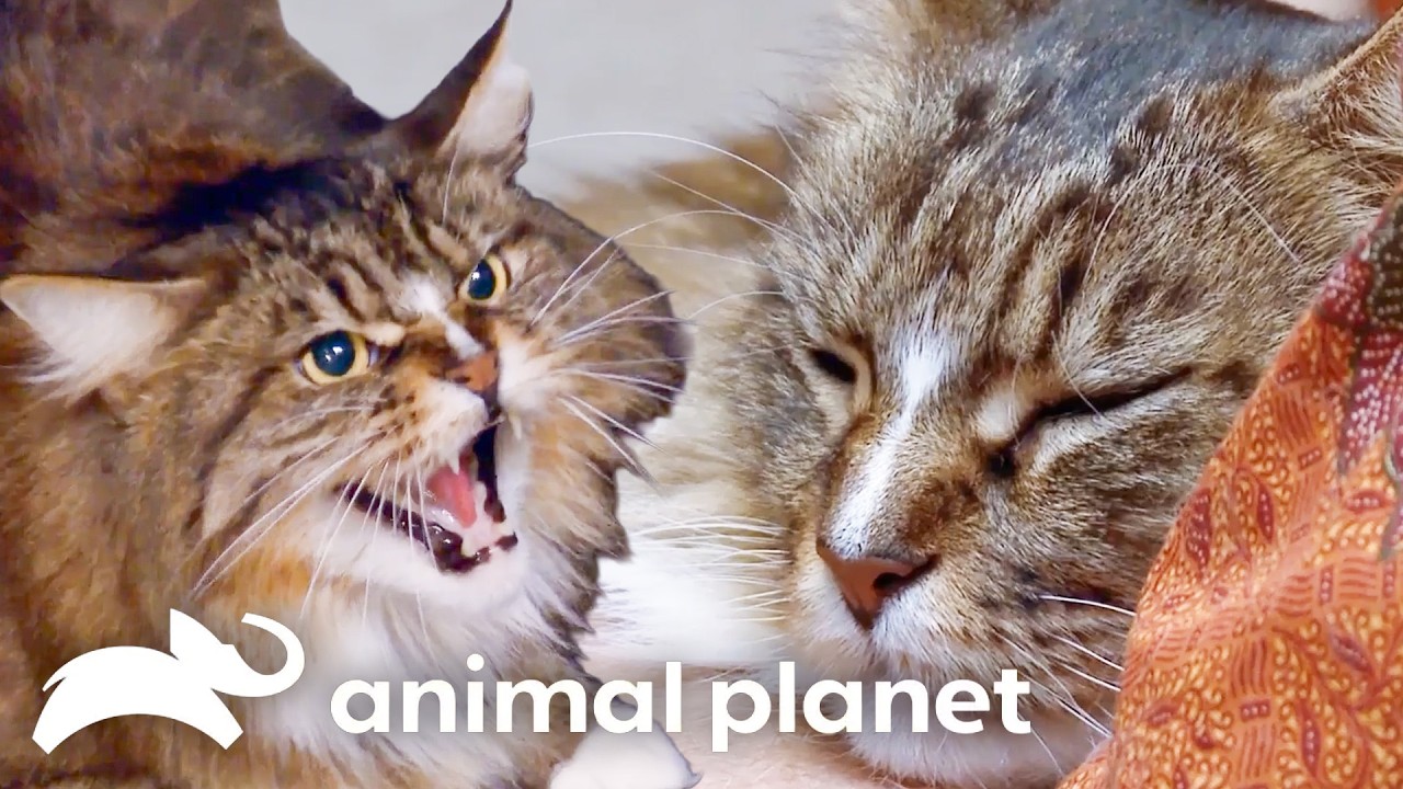 From Killer to Cuddly Kitten | My Cat from Hell | Animal Planet