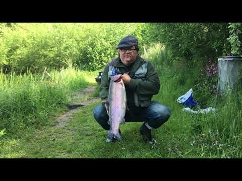 4 kilos regnbueørred, 7. juni 2020