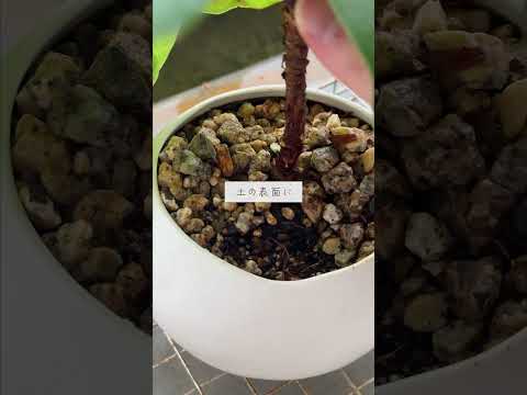 冬のマルチングのメリットとデメリットは何ですか？解読！  庭園