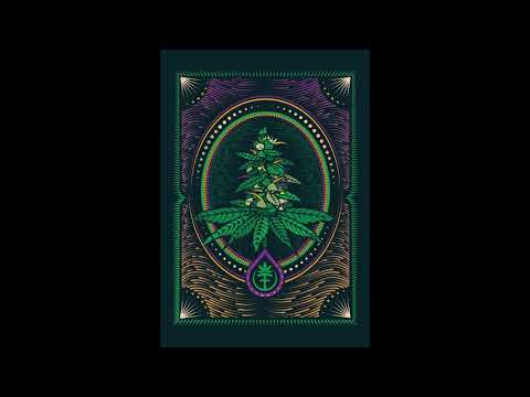 Bilu x Baked Bacon - Lazy Flex