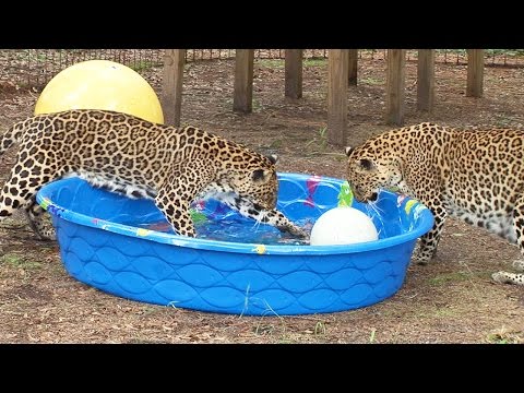 Do Big Cats Like Water? - YouTube