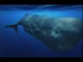 ORCAS VS SPERM WHALES - ATTACK ON A FEMALE AND HER YOUNG BULL CALF!