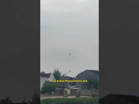 Ada burung elang bukannya kabur malah dianterin balik sama july the macaw🤣 kacau bener macaw s