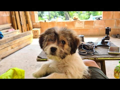 Un pom pentru Bă' / haules baules ep 73