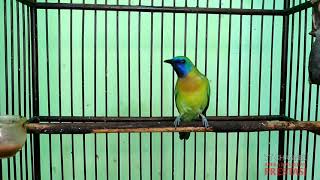 Download lagu Kinoi Gacor Isian Mewah, Nembak Jangkrik, Cucak Cungkok, Siri siri, Cocok Untuk Masteran Murai Batu mp3