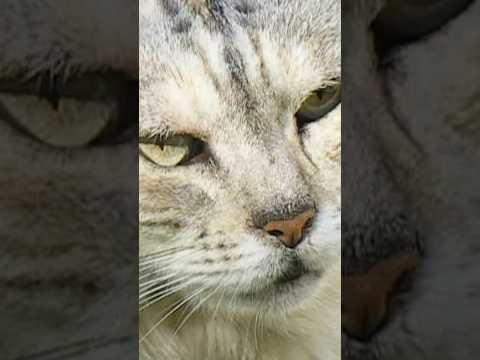 Un dia en la vida de la gata Jacinta #jacinta #cats #catshorts #catlovers #gatasargentinas #gatos