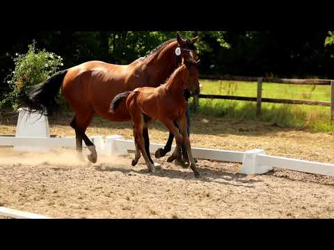 Hengst, geb. 30.05.2021 – V: Ogano M: Lordanos – Drosselklang II