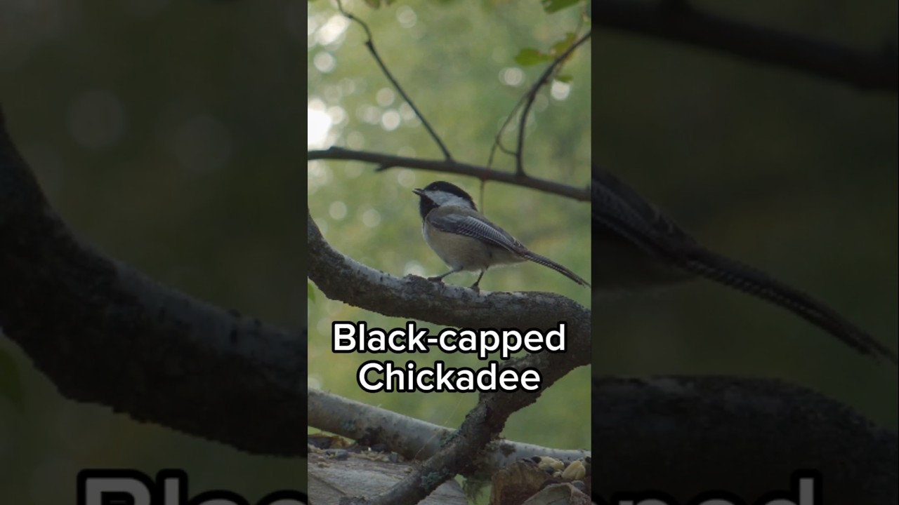 Black-capped Chickadee - Bird Identification