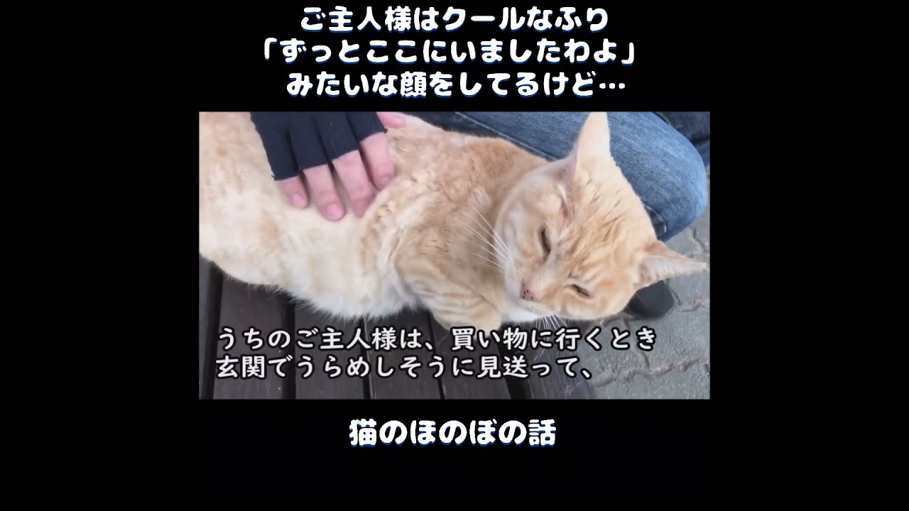 【猫のほのぼの話】ご主人様はクールなふり。「ずっとここにいましたわよ」みたいな顔をしてるけど…＃ねこぬこにゃんこ #猫 #猫の話 ＃ほのぼの ＃shorts