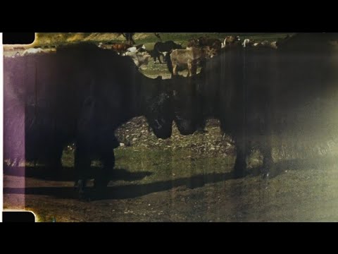 PEDAZ - DNA (NICHT SATT)