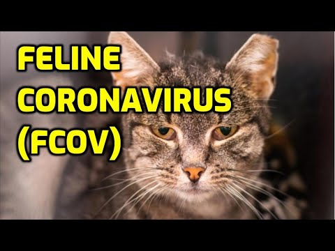 What Is Feline Infectious Peritonitis? (FIP)