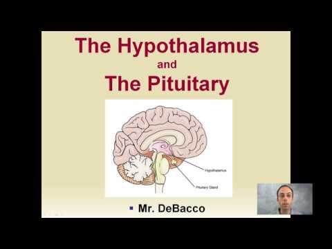 The Hypothalamus and The Pituitary