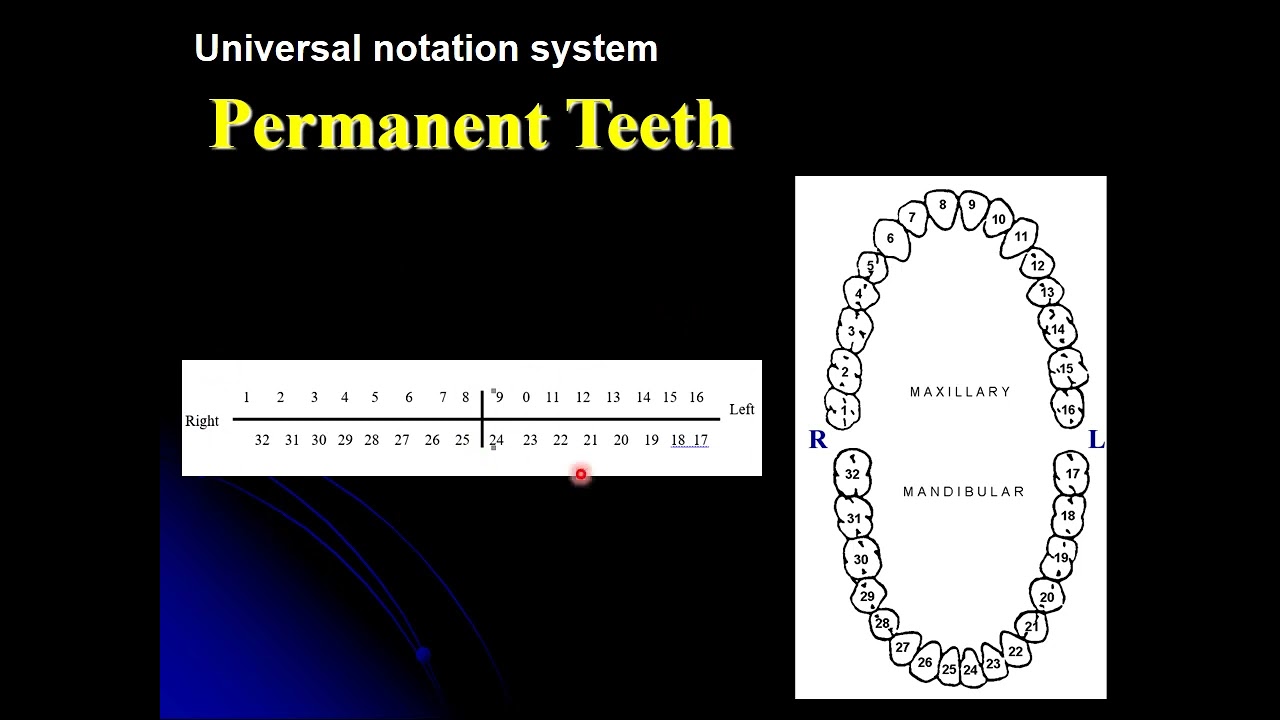 Introduction to dental anatomy 2